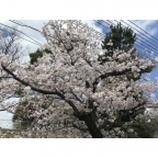 神戸市灘区篠原本町(阪急神戸線六甲)のマンション賃貸物件 その他写真5